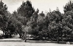 Aflou 506- Jardin public COLLECTION DES AMIS DE ND DE SANTA CRUZ